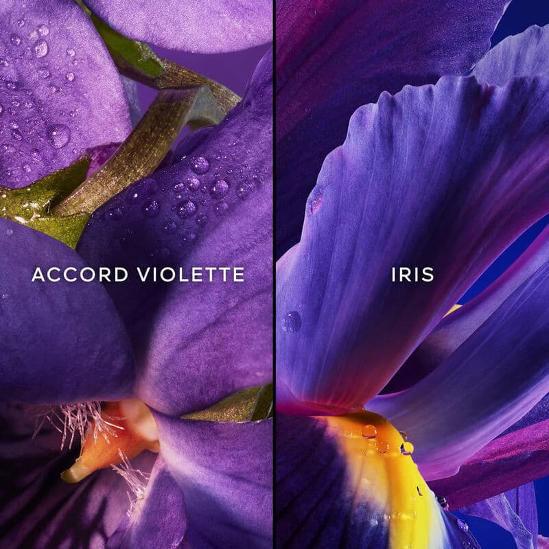 Insolence — vue 3